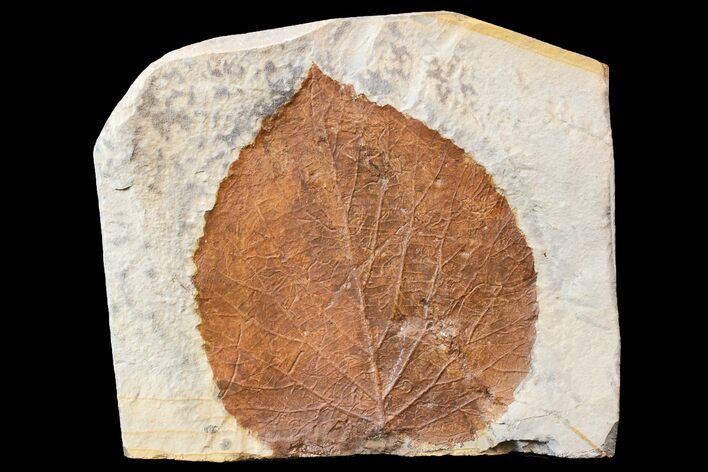 Fossil Leaf (Davidia) - Montana #165027